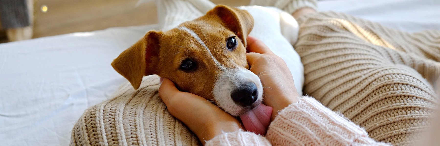 Pet-Friendly Hotel in New York City